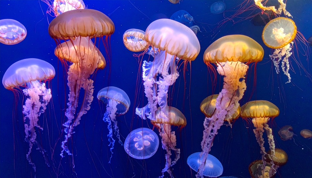 クラゲの水槽