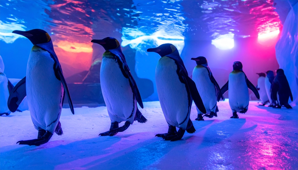 ナイトアクアリウム