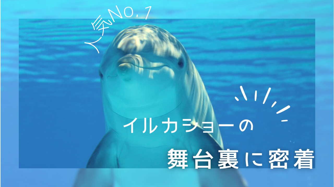 イルカショーに密着